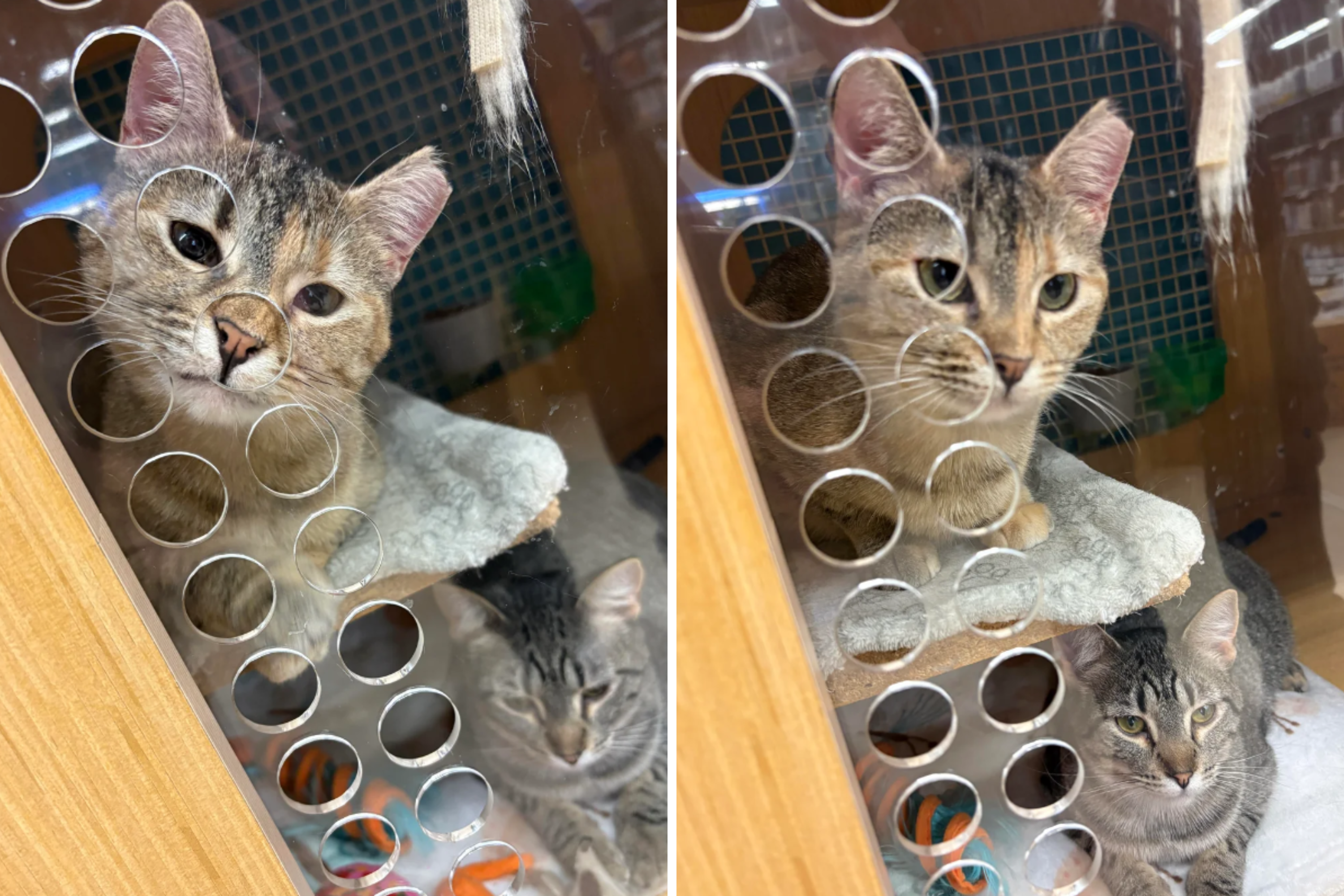 Owner Falls in Love With Bonded Rescue Cats—Then Realizes Horrible Mistake