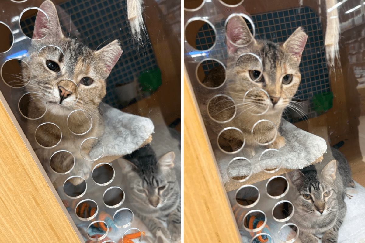 Owner falls in love with bonded rescue cats—then realizes horrible mistake