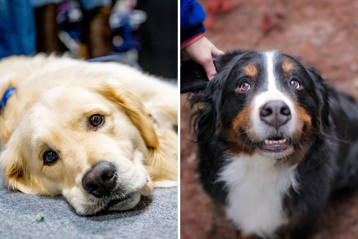 When Size Matters: The Enormous Golden Mountain Dog Gains Viral Fame
