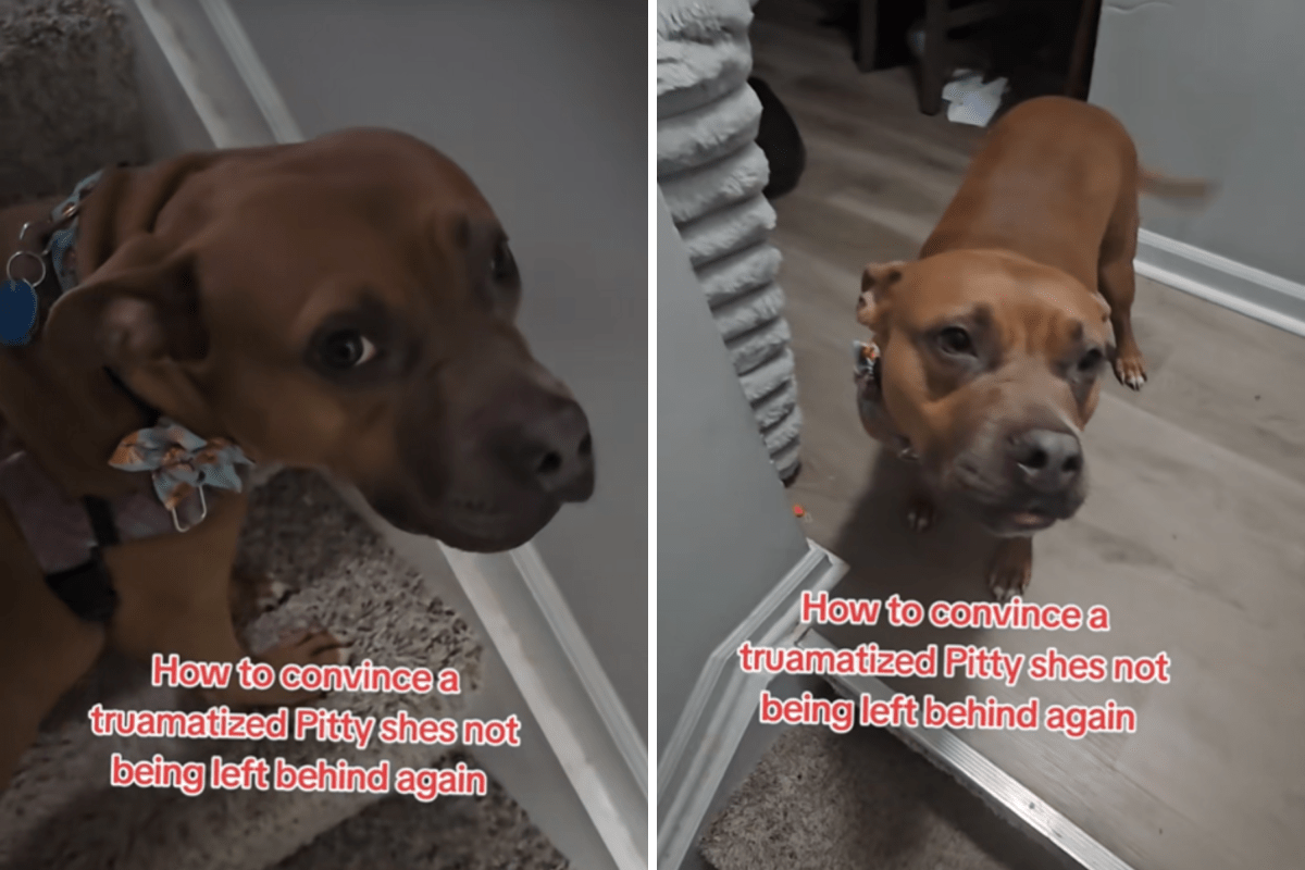 Hearts Break at &lsquo;Traumatized&rsquo; Rescue Dog&rsquo;s Reaction to Owner Moving House