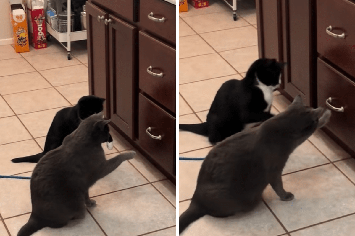 Cats Have Sudden ‘Beef’ With Kitchen Drawer, Internet Think They Know Why