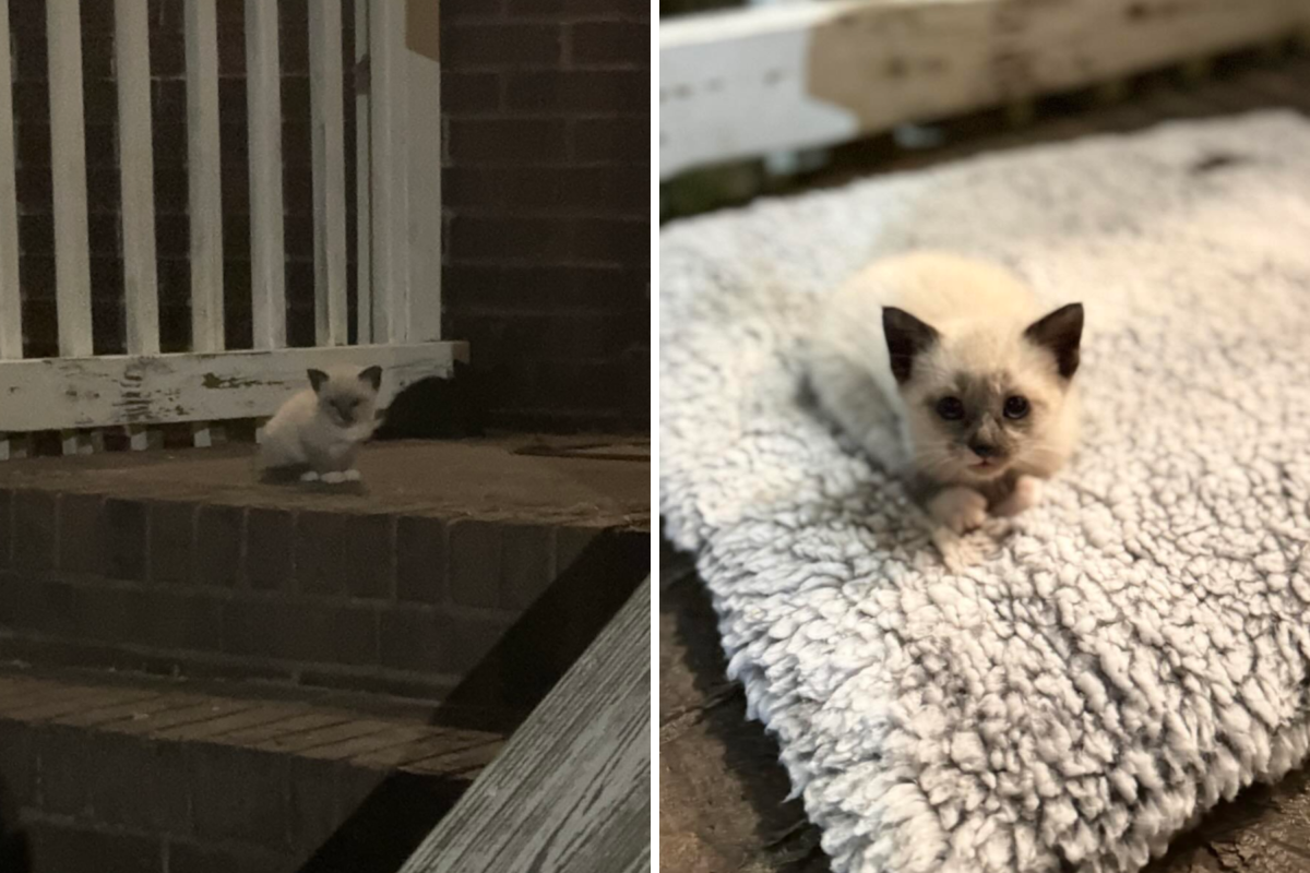 Couple Return From Anniversary To Find a Surprise on the Porch—It Stayed