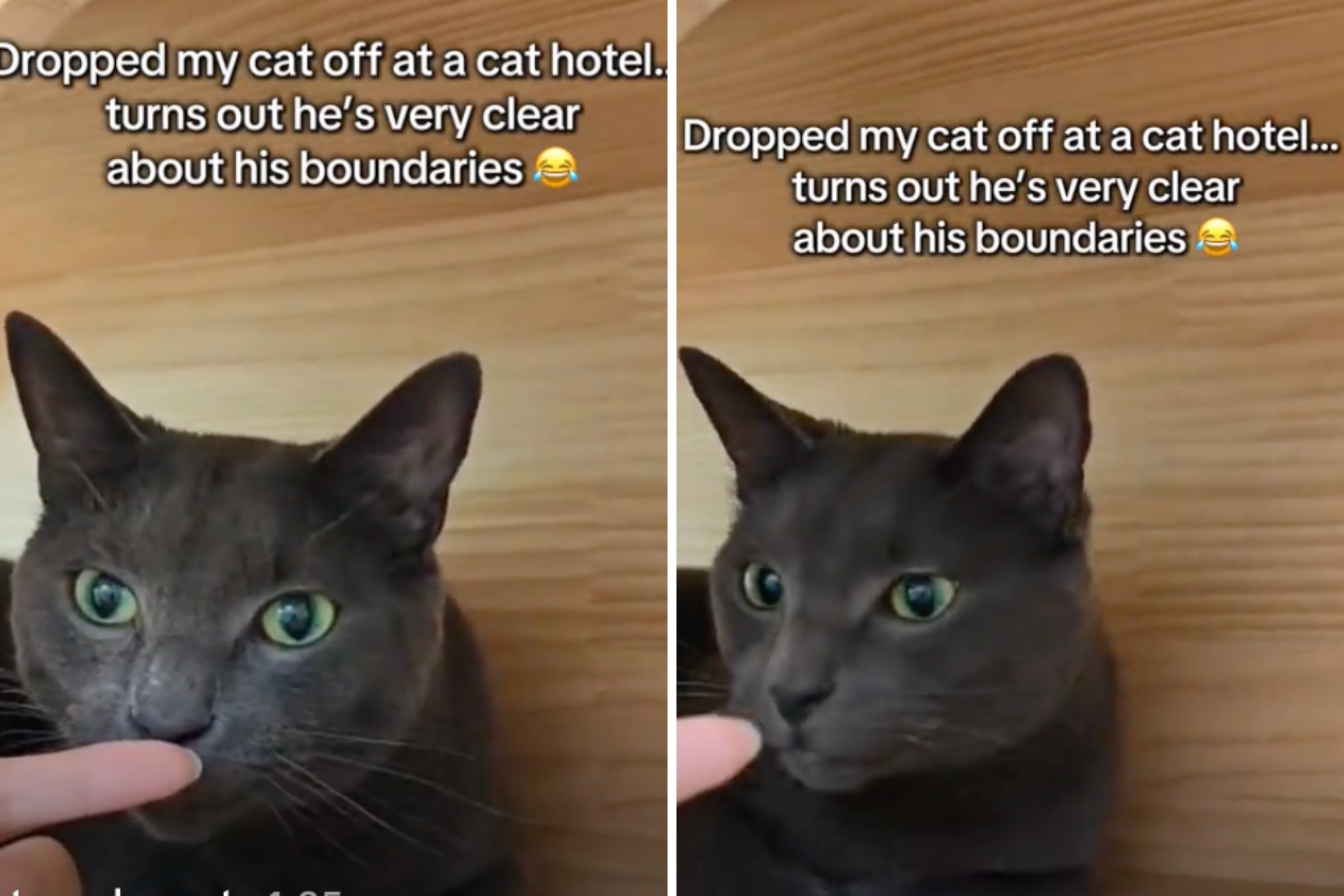 Cat Arrives at Pets Hotel—Immediately Sets a Boundary: ‘That’s Far Enough'