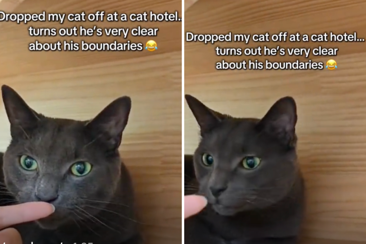 Cat Arrives at Pets Hotel—Immediately Sets a Boundary: ‘That’s Far Enough'