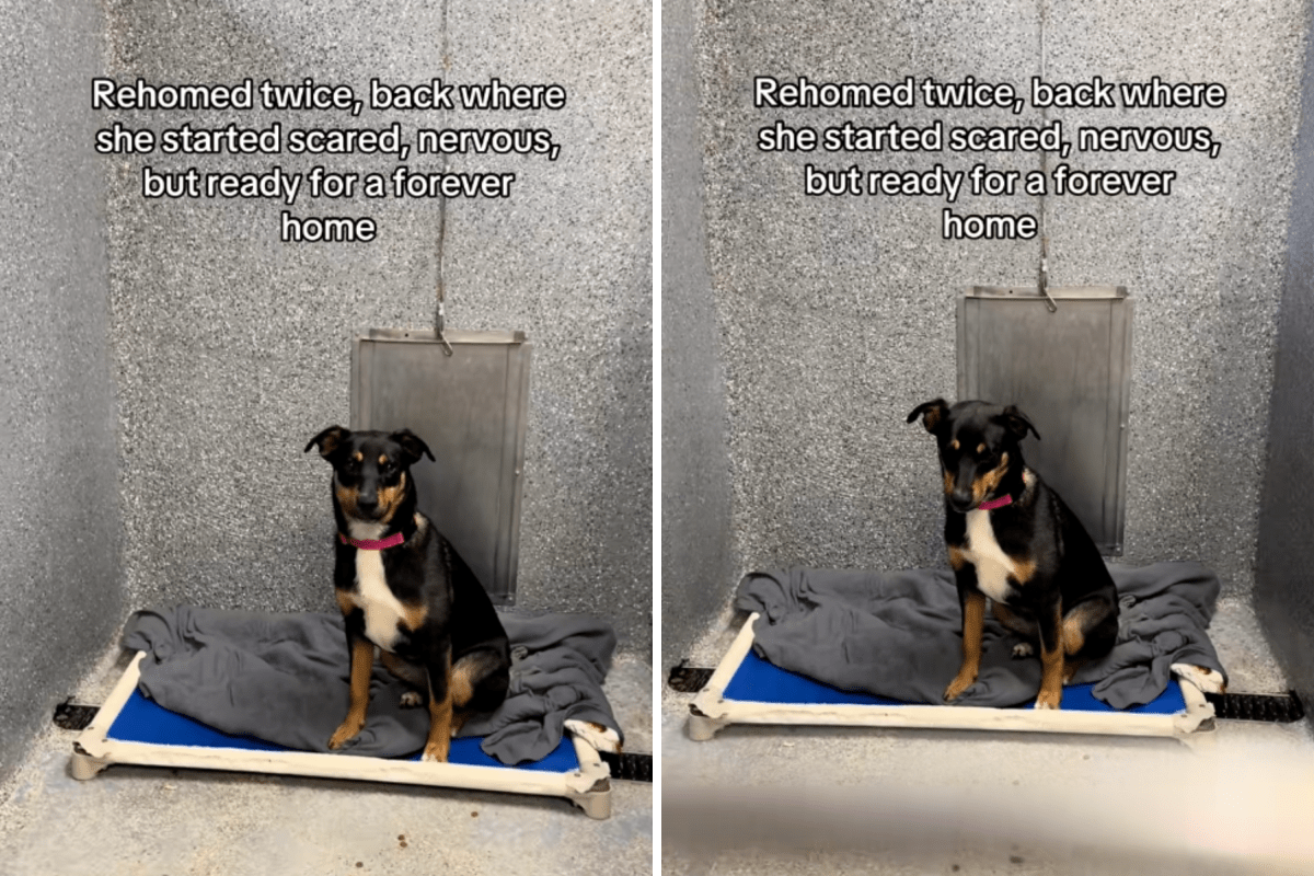 ‘Scared’ Puppy Left Heartbroken After Third Return To Shelter in 11 Months