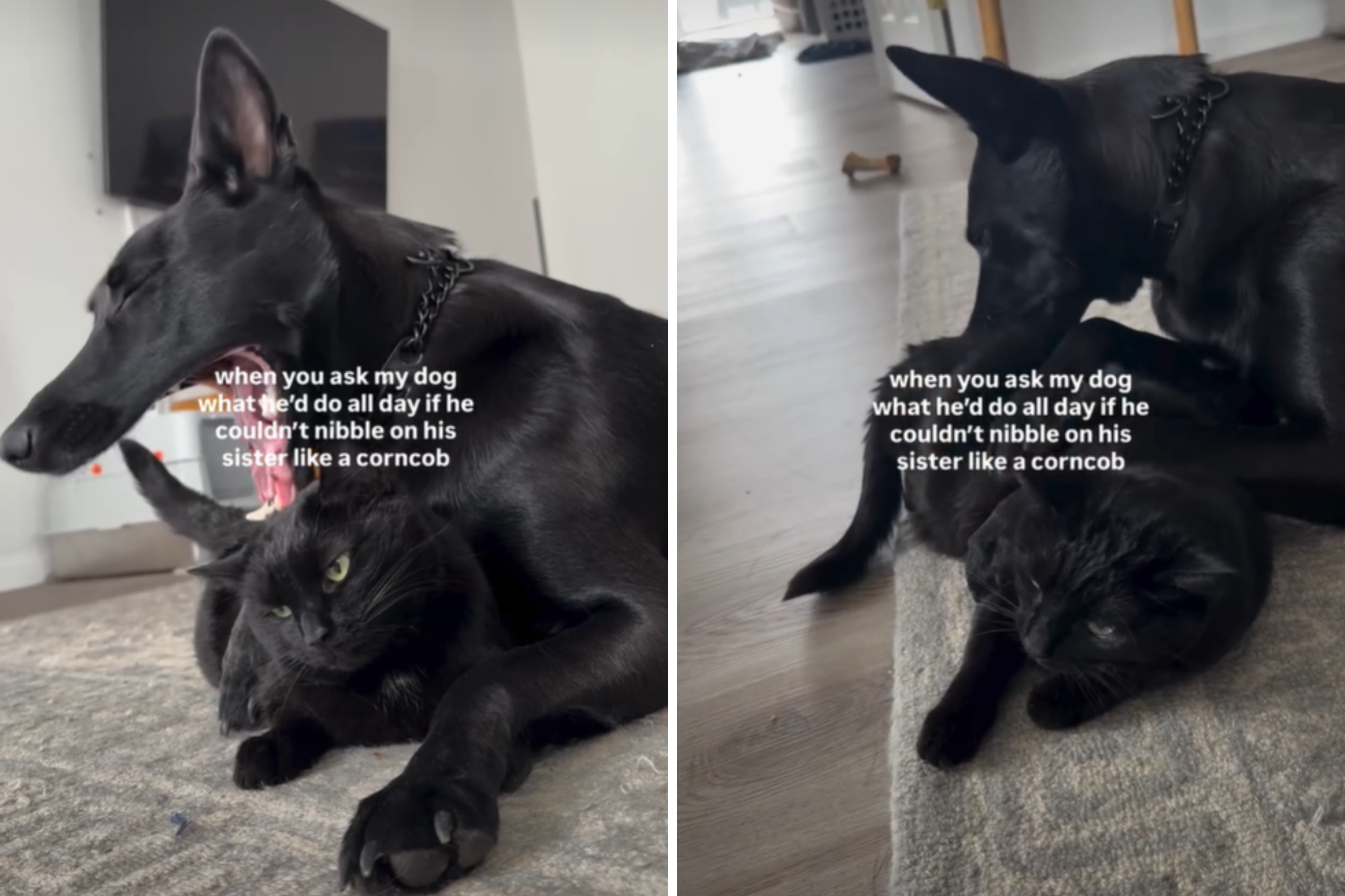 Dog Who Likes To ‘Nibble’ on His Cat Sibling Leaves Internet in Hysterics