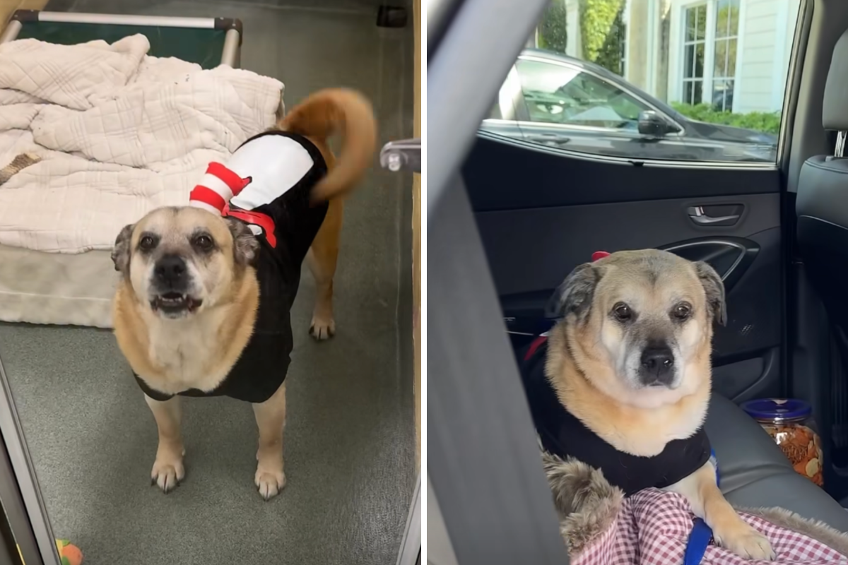 ‘Not a Dry Eye’ as One of Shelter’s Longest-Staying Residents Gets Adopted