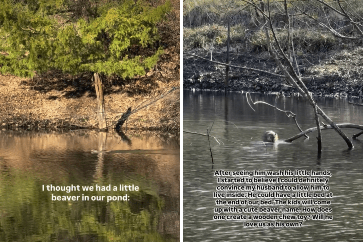 Woman Thinks She Has a Beaver in Her Pond—Then She Looks Closer: ‘Bad News’