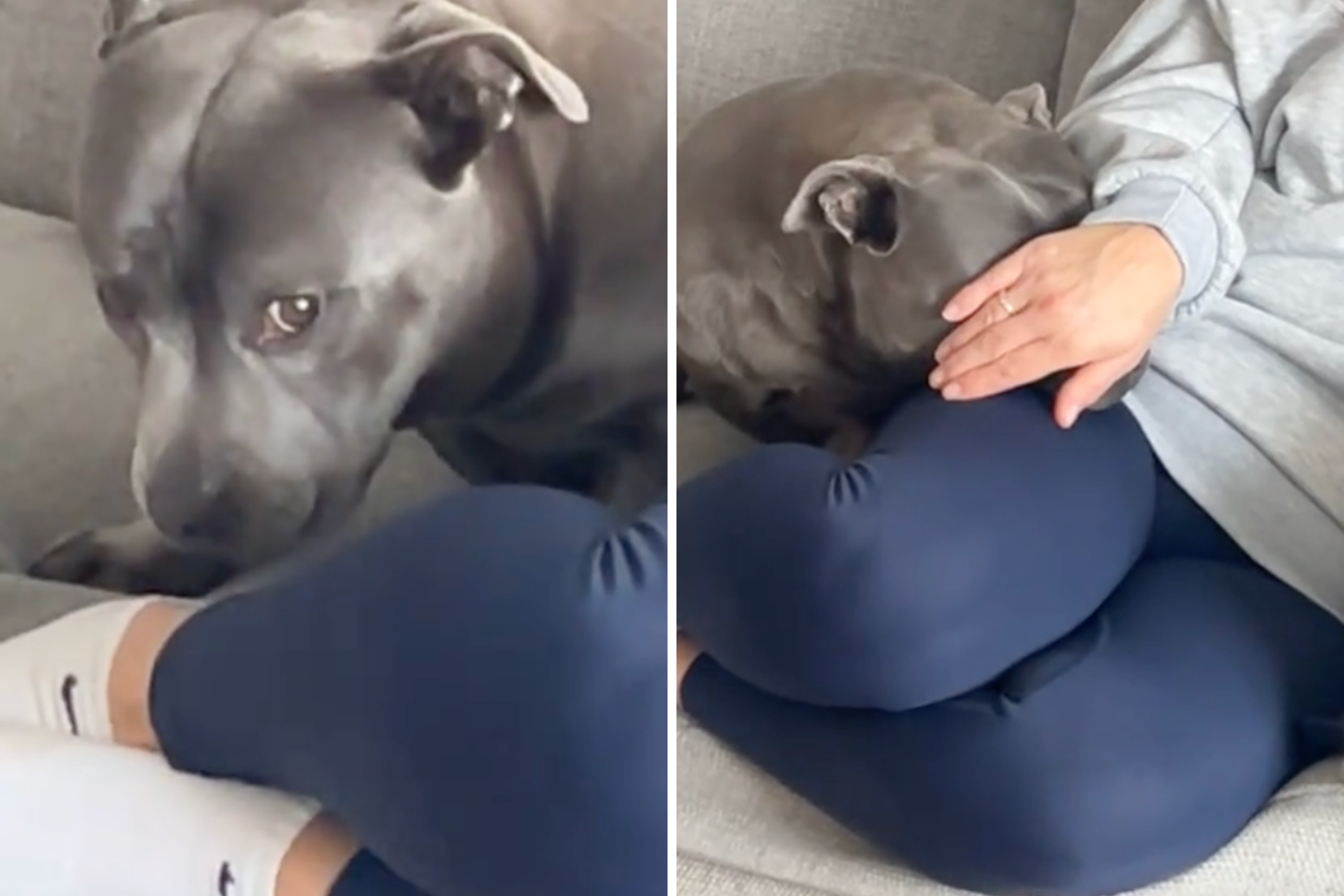 Man Tells Dog They’re Going for a Run—Her Response Is Not What He Expected