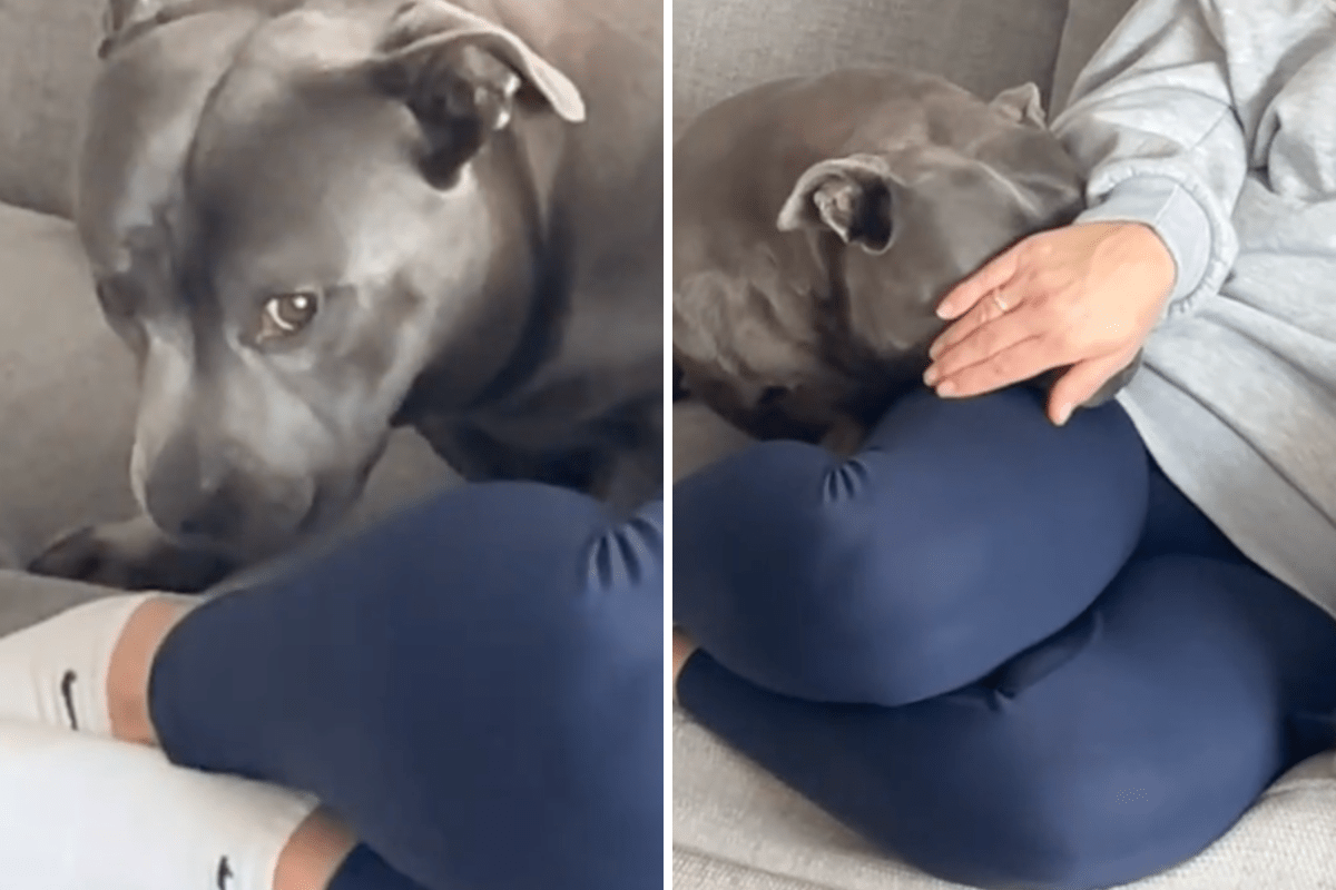 Man Tells Dog They’re Going for a Run—Her Response Is Not What He Expected