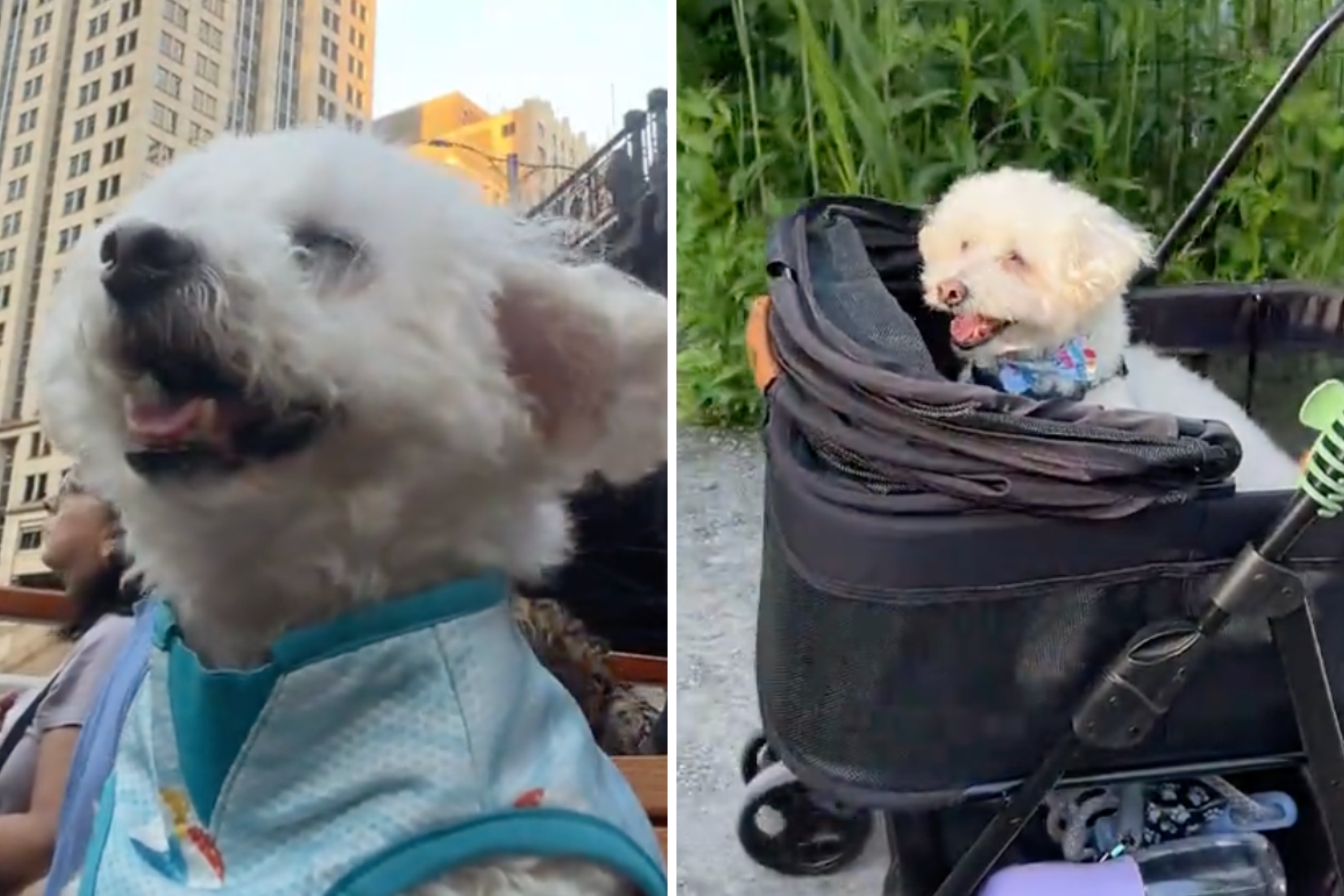 Hearts Melt As Senior Rescue Dog Finally Gets the Life He Always Deserved