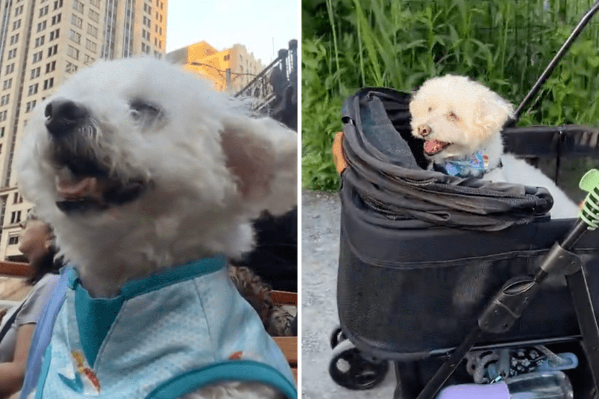 Hearts Melt As Senior Rescue Dog Finally Gets the Life He Always Deserved