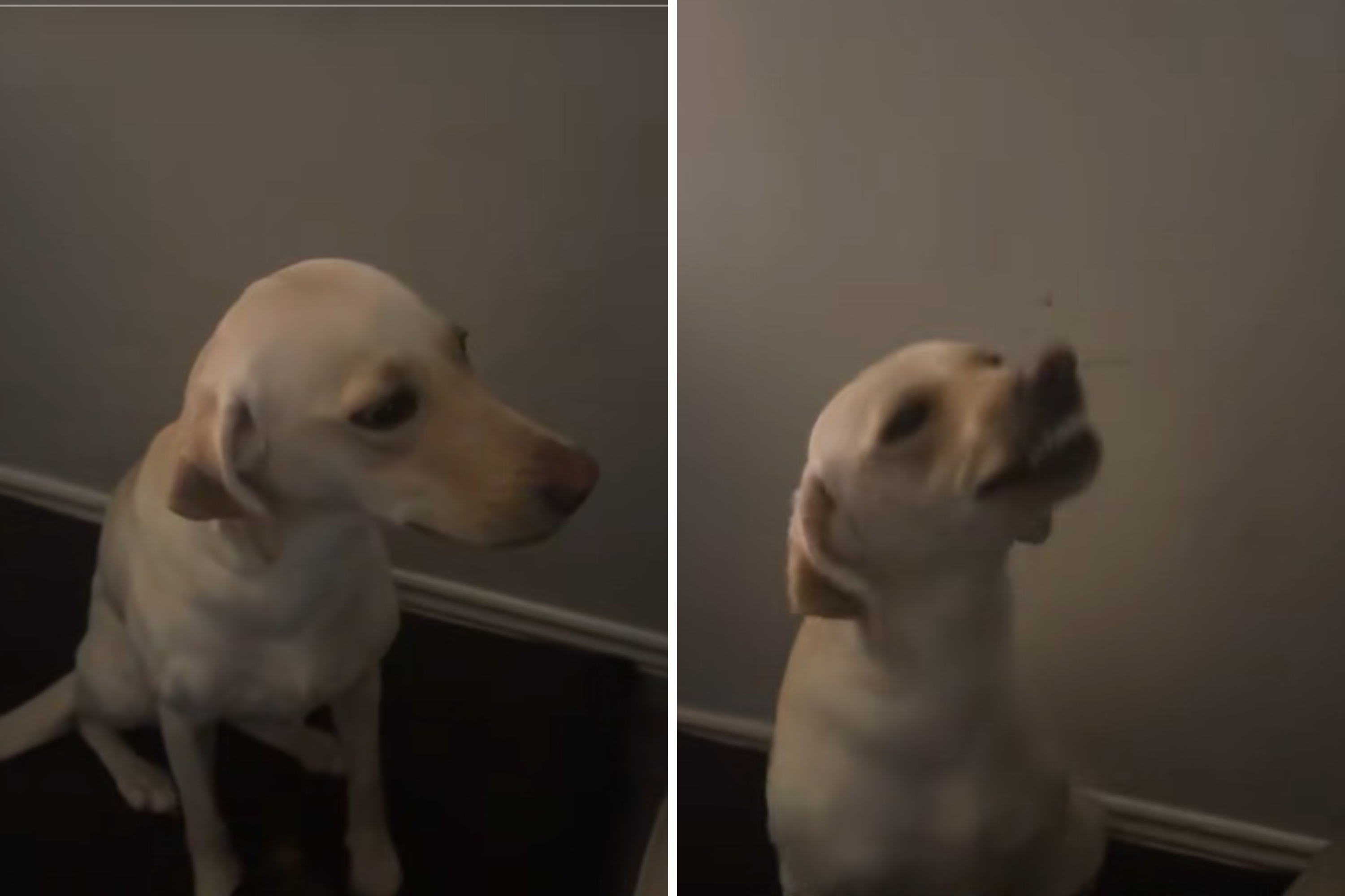 Labrador Runs Away for an Hour, Hysterics Over How She Acts on Return