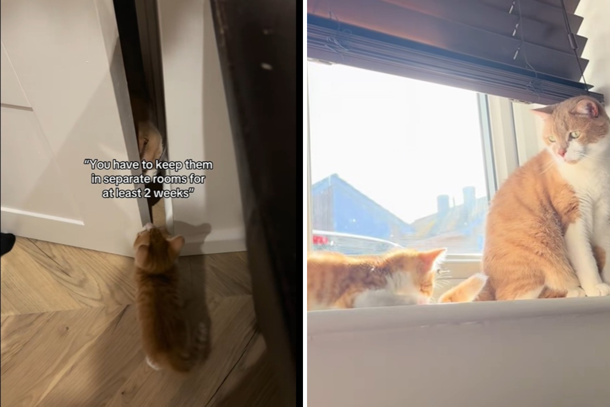 Woman warned to keep kitten away from cat, they have other plans