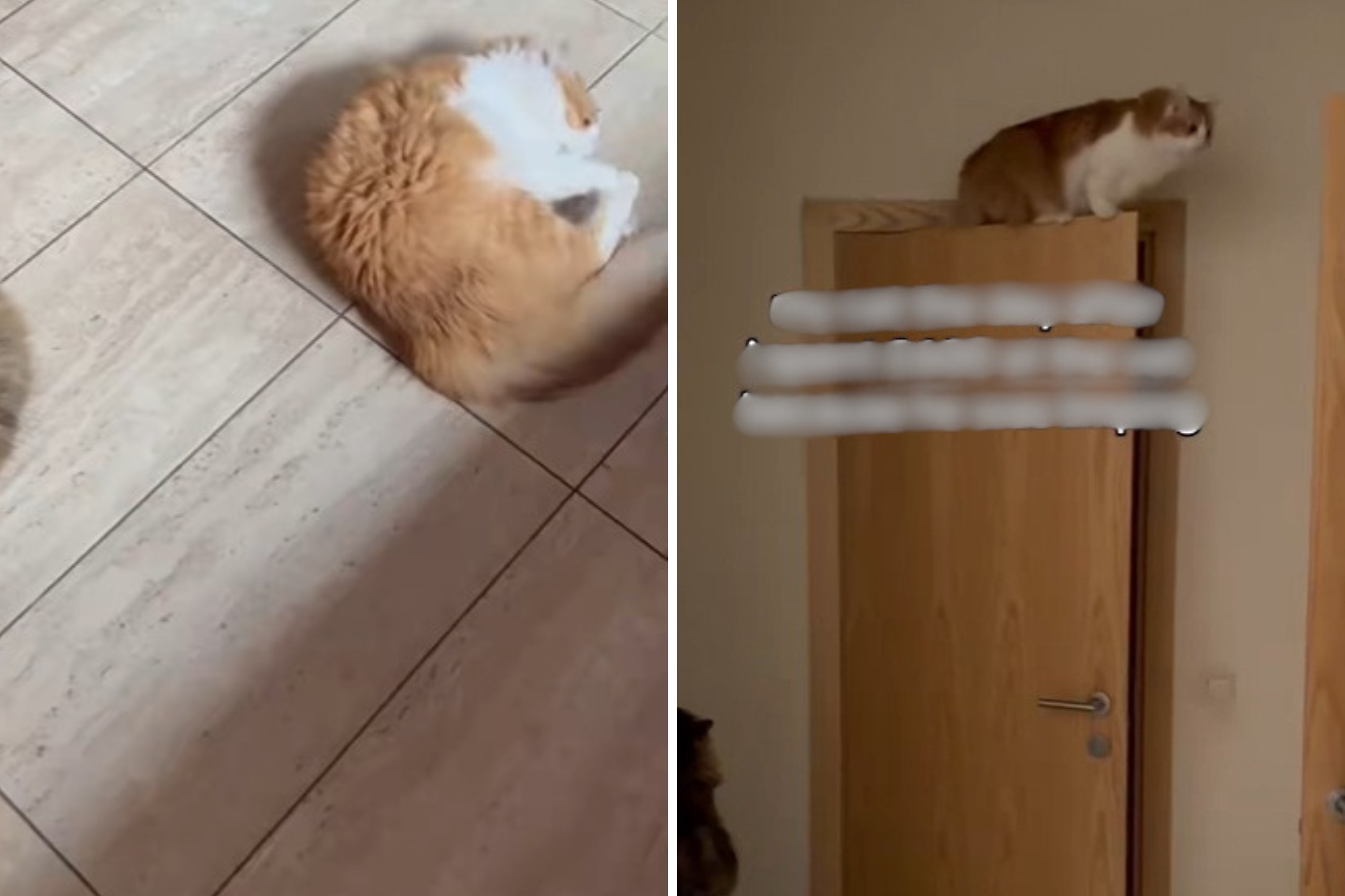 Cat Starts Limping, Owner Spends Over $750 at Vets—Shock Over What Unfolds