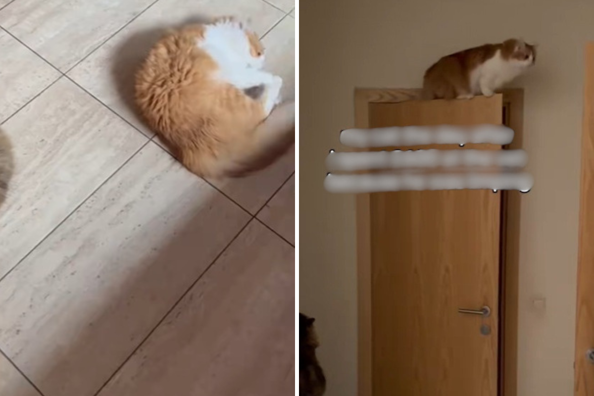 Cat starts limping, owner spends over $750 at vets—shock over what unfolds