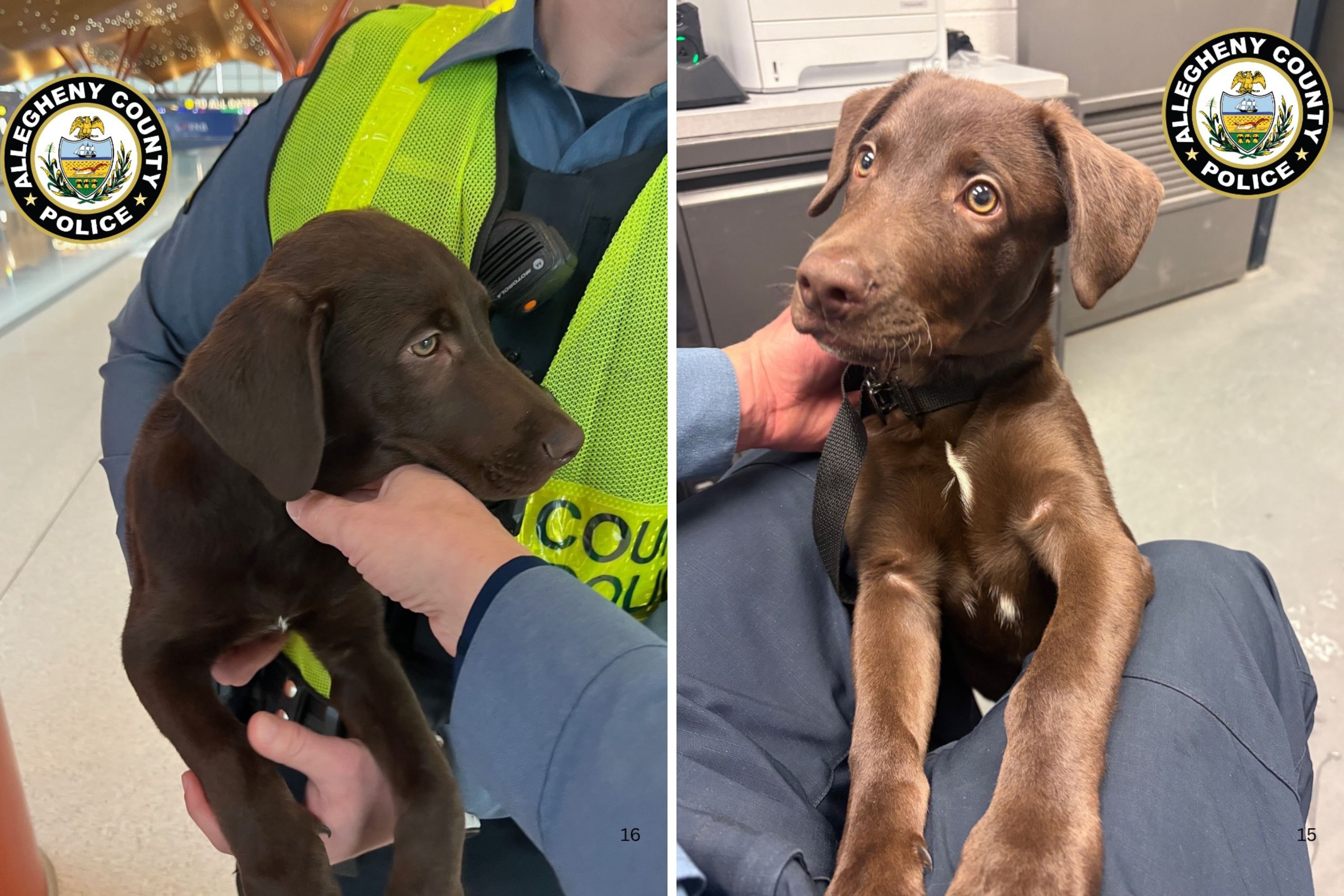 Labrador Puppy Abandoned by Owner at Airport After Dog Was ‘Unable to Fly’