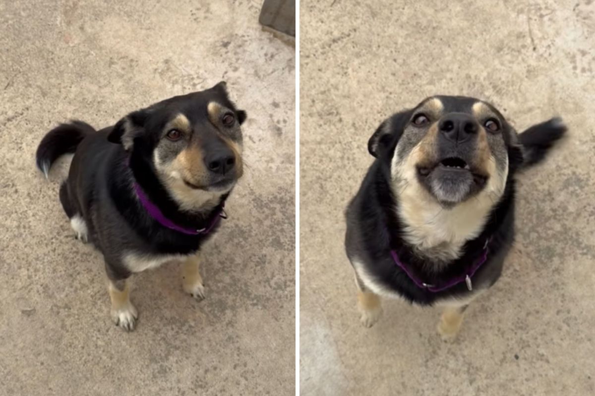 Dog gets treated at shelter—owner’s response when called is heartbreaking