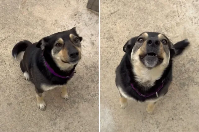 Rescue dog "talking" back