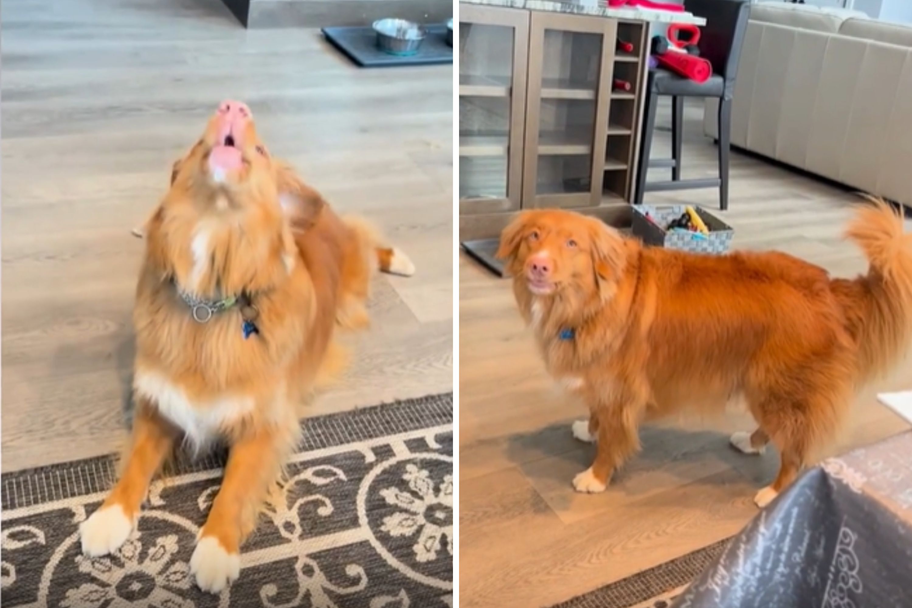 Dog Who Can't Help But Sing When Phone Rings Wins Pet of the Week