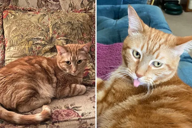 Rescue female orange cat