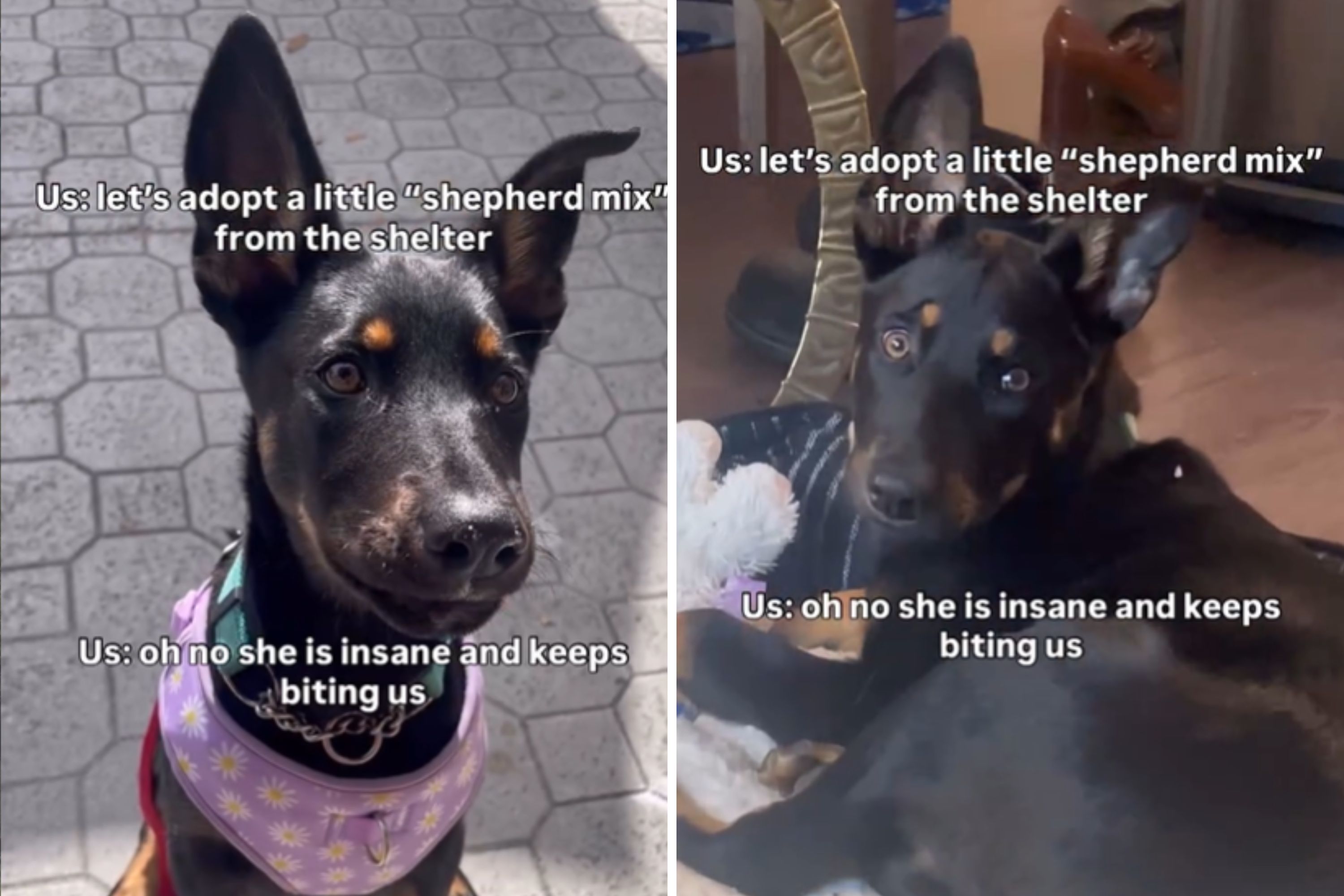 Couple Adopts Mix From Shelter Who Won’t Stop Biting—DNA Test Reveals Truth