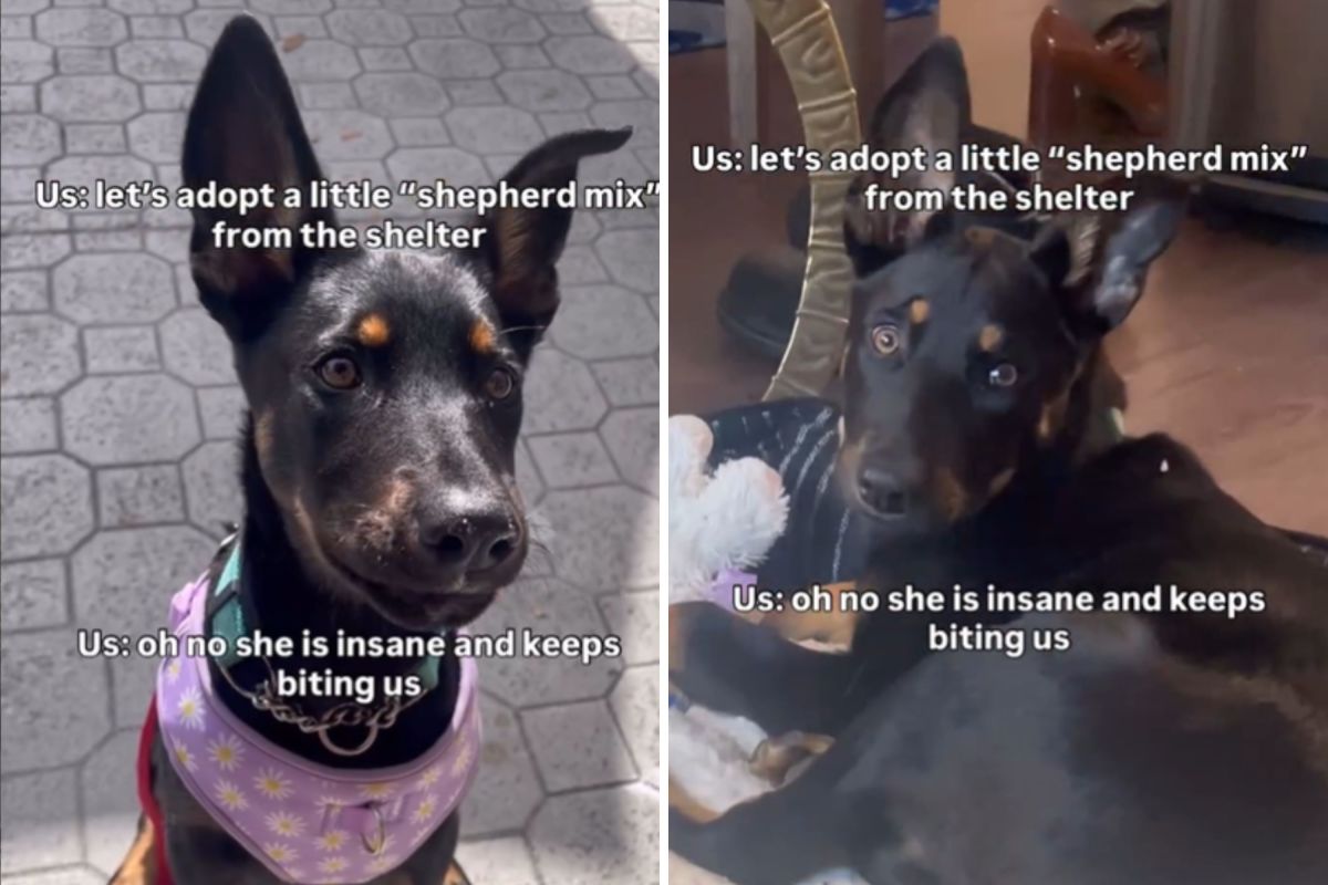 Couple adopts mix from shelter who won't stop biting—DNA test reveals truth