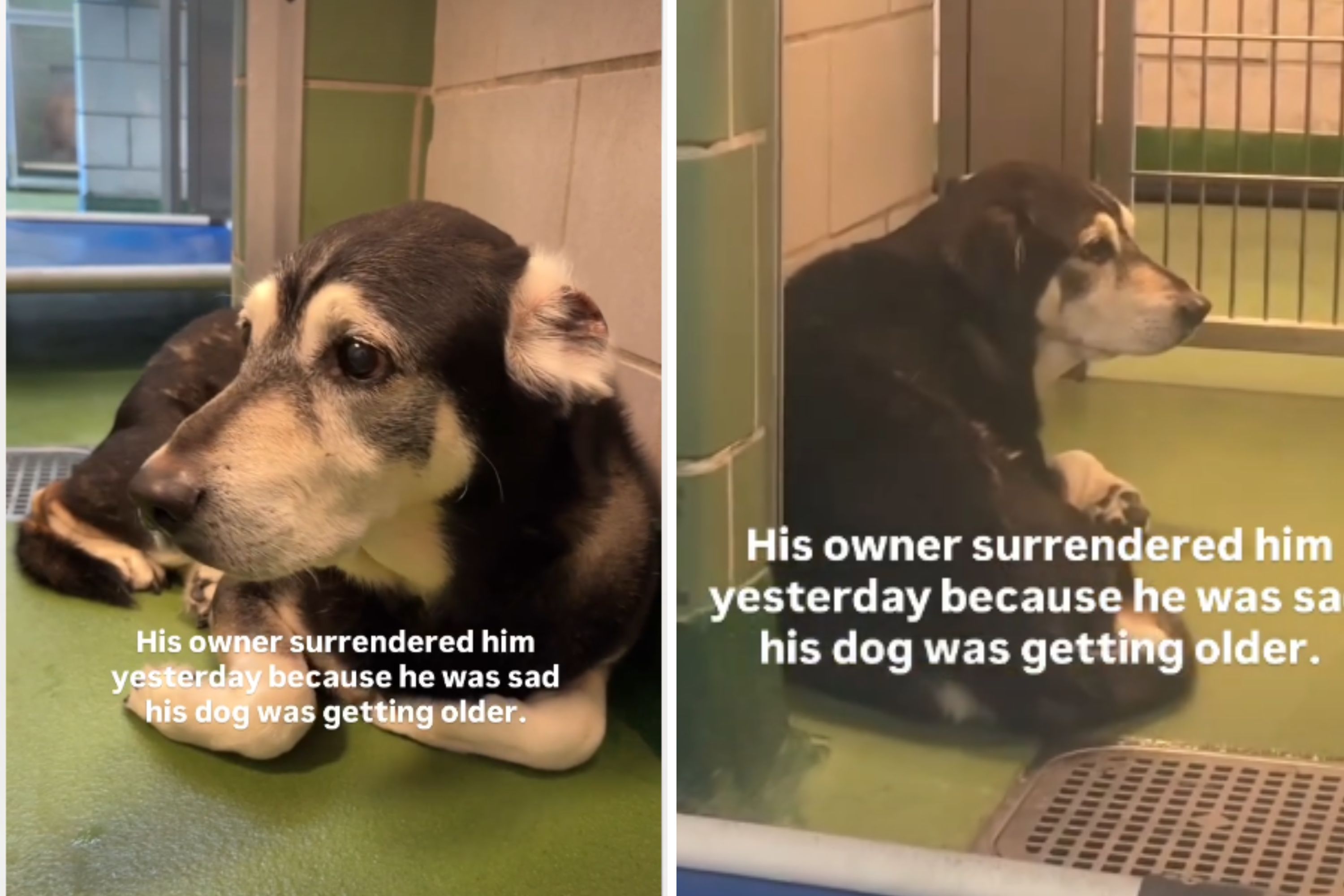 Tears Over Heartbreaking Reason 11-Year-Old Dog Was Surrendered by Owner