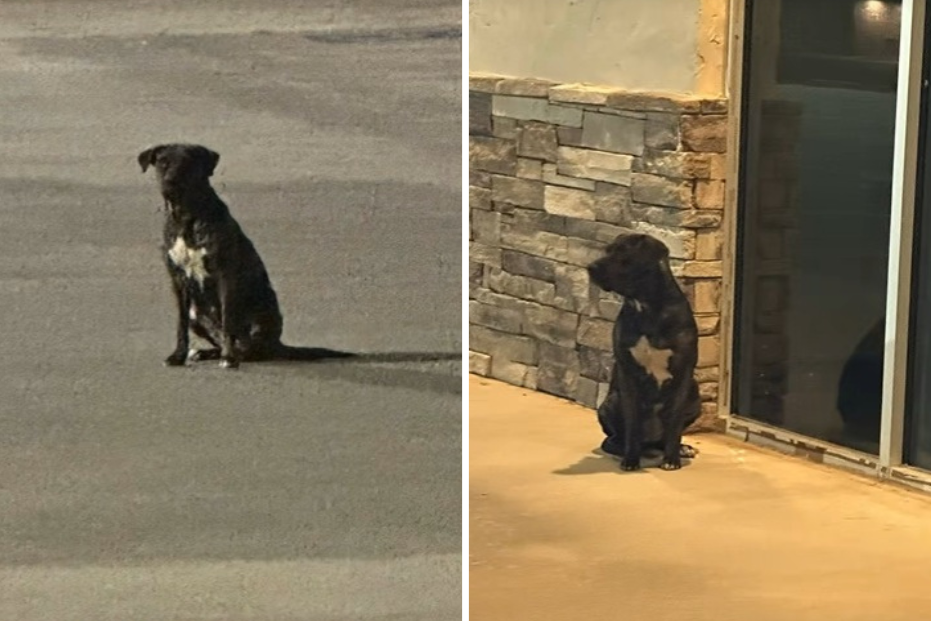 Couple Told Rescue Dog Is ‘Dying’—but There’s a Heartwarming Twist