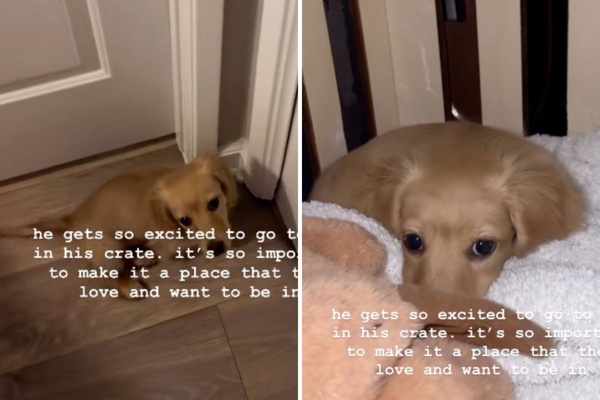 Hearts Melt at the First Place Dachshund Puppy Runs Every Night at Bed Time