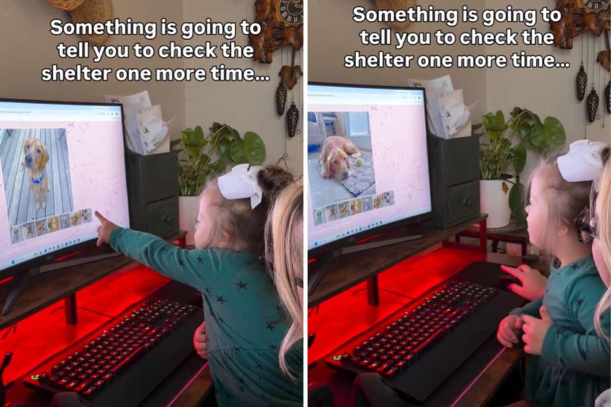 Hearts melt as little girl chooses shelter dog as her service animal