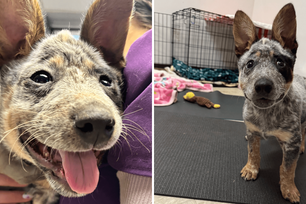 Meet Marathon: The Inspiring Wobbly Pup Defying All Odds