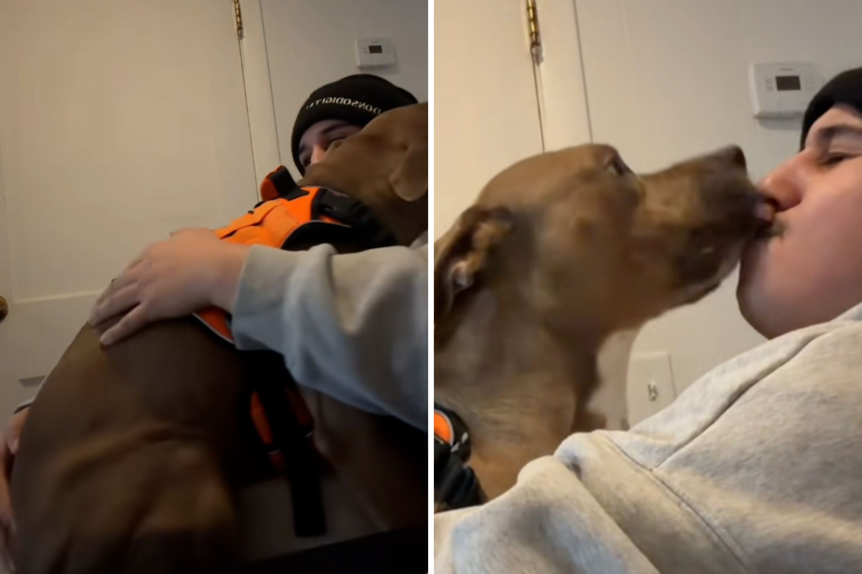 Owner Tells Off Rescue Dog for First Time, Has Guilt at His Reaction