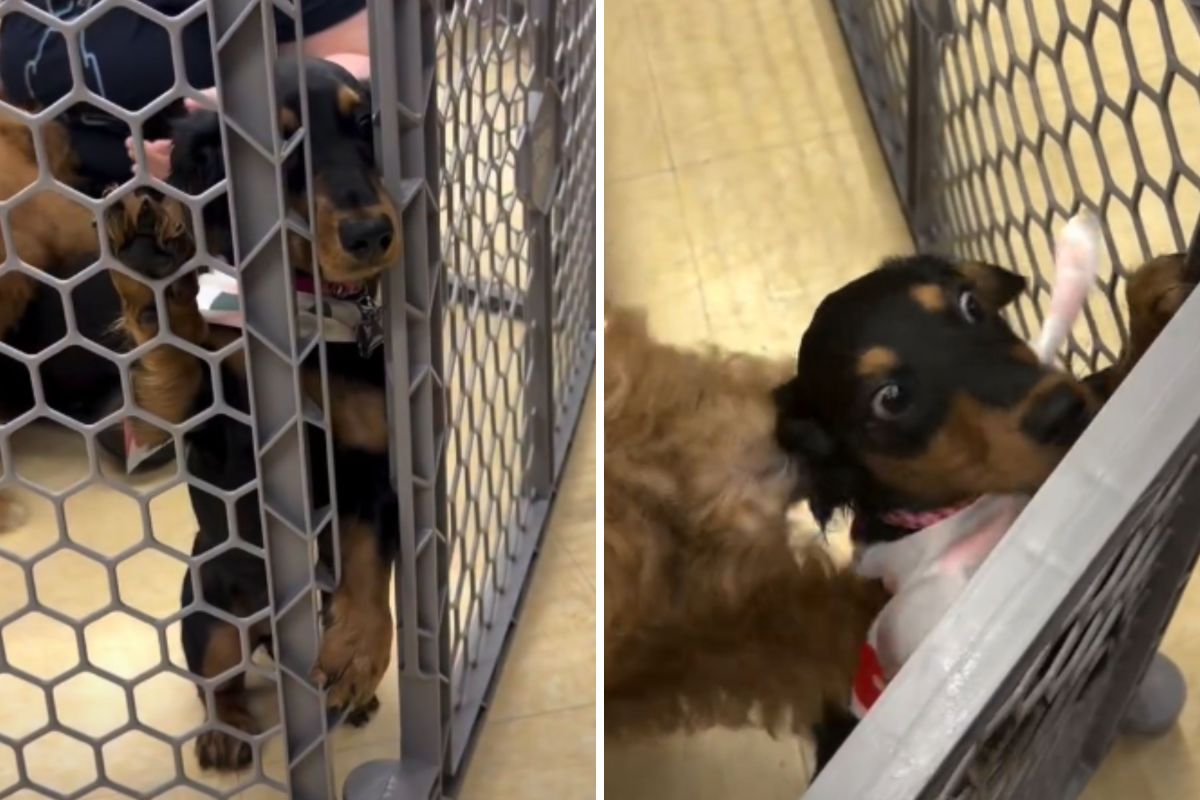 Owners Take Dachshund Puppy to Socialization Class, It Quickly Backfires Owners Take Dachshund Puppy to Socialization Class, It Quickly Backfires