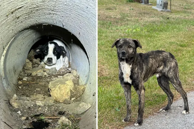 Dogs rescued in cemetery