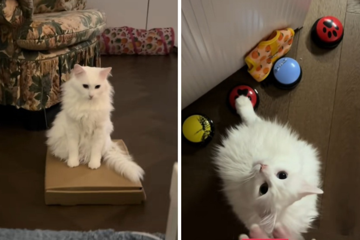 How Deaf Cat Tells Owner ‘What He Wants’ Amazes Internet