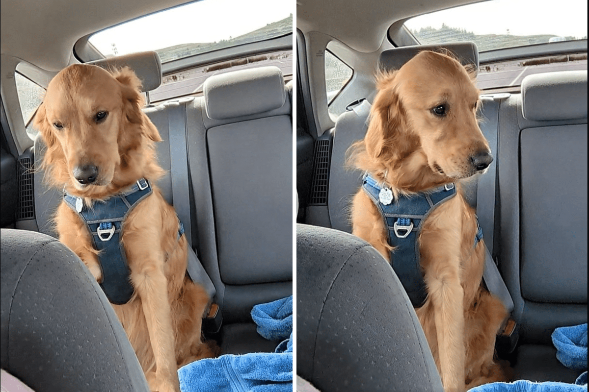 Golden Retriever Eats Green Object in Park—Vet’s Drug Test Reveals Truth