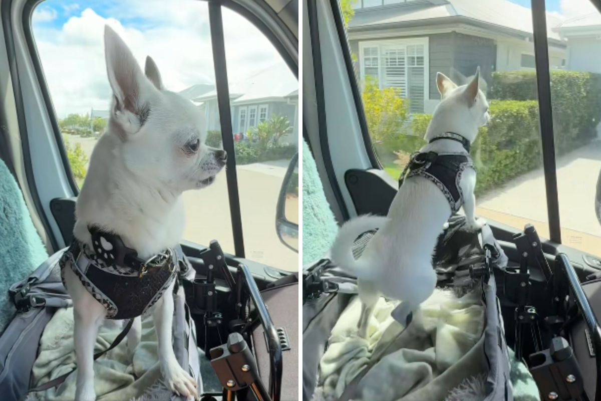 Owner Visits Parents After 6 Months Away, Tears at What Chihuahua Remembers
