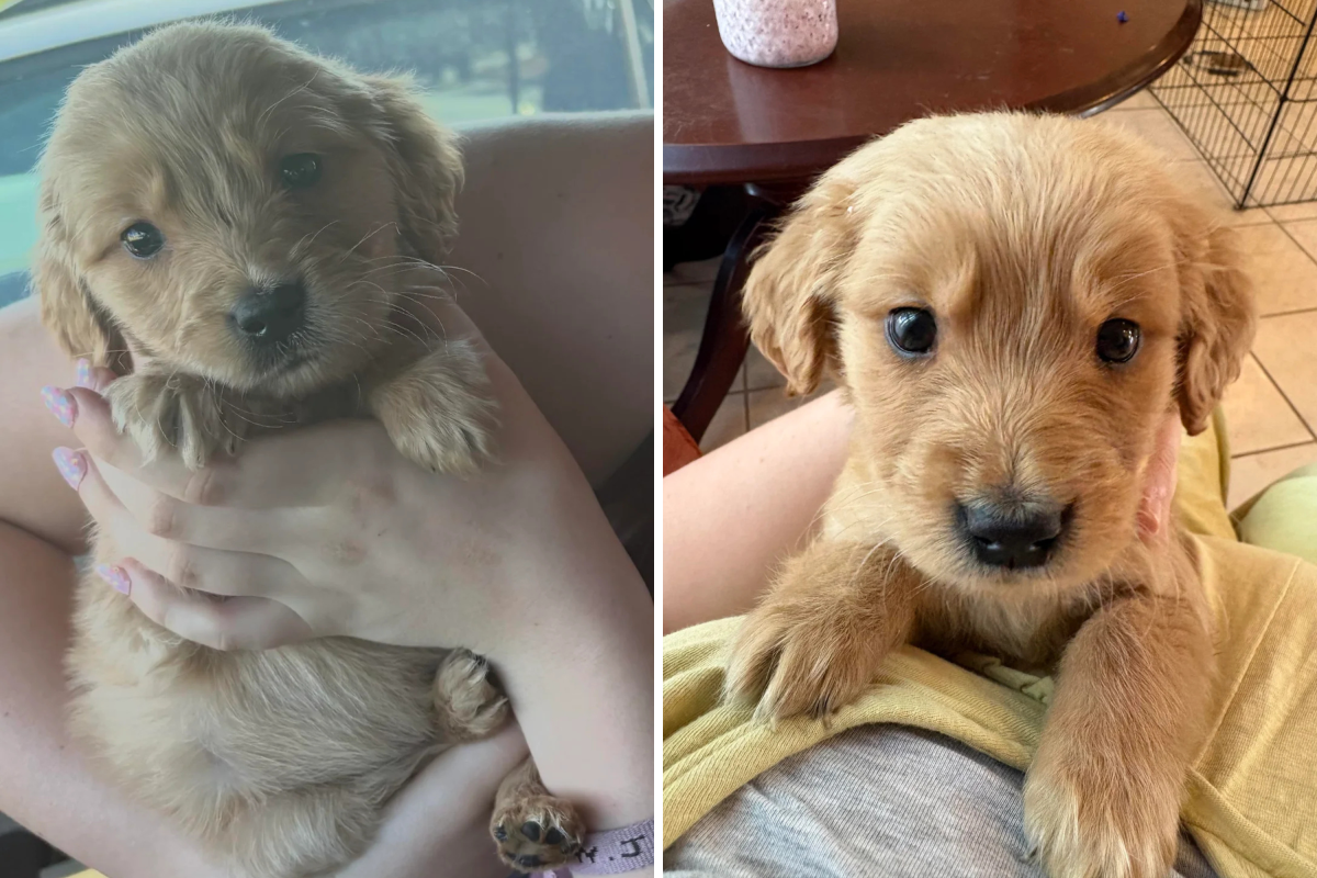 Woman Pays $50 for Sick Puppy in Walmart Parking Lot—Then It All Changes