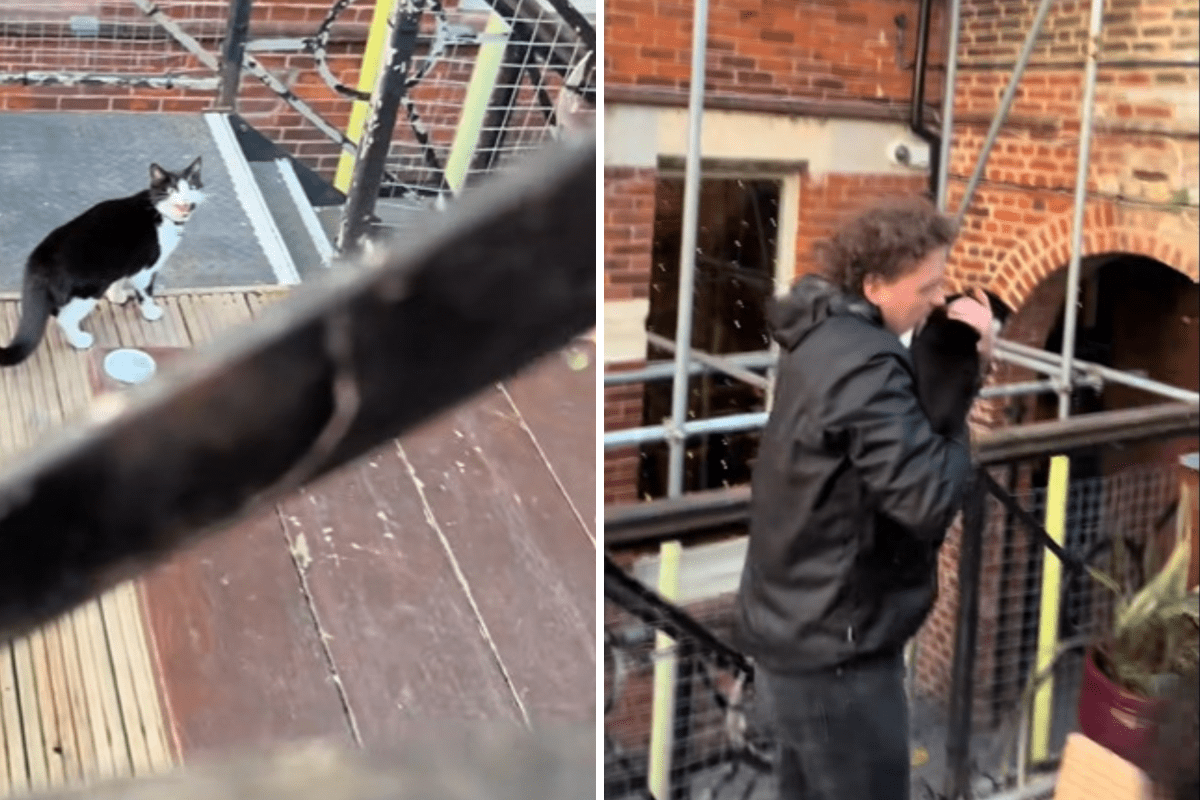 Owners Miss Cat’s Dinner While Out With Dog—Shock Over Who Turns Up