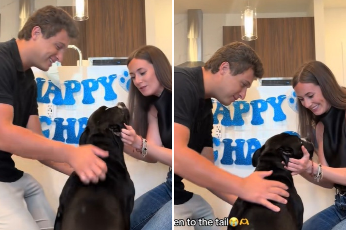 Couple Have Life-Changing Question for Foster Dog, His Response Says It All
