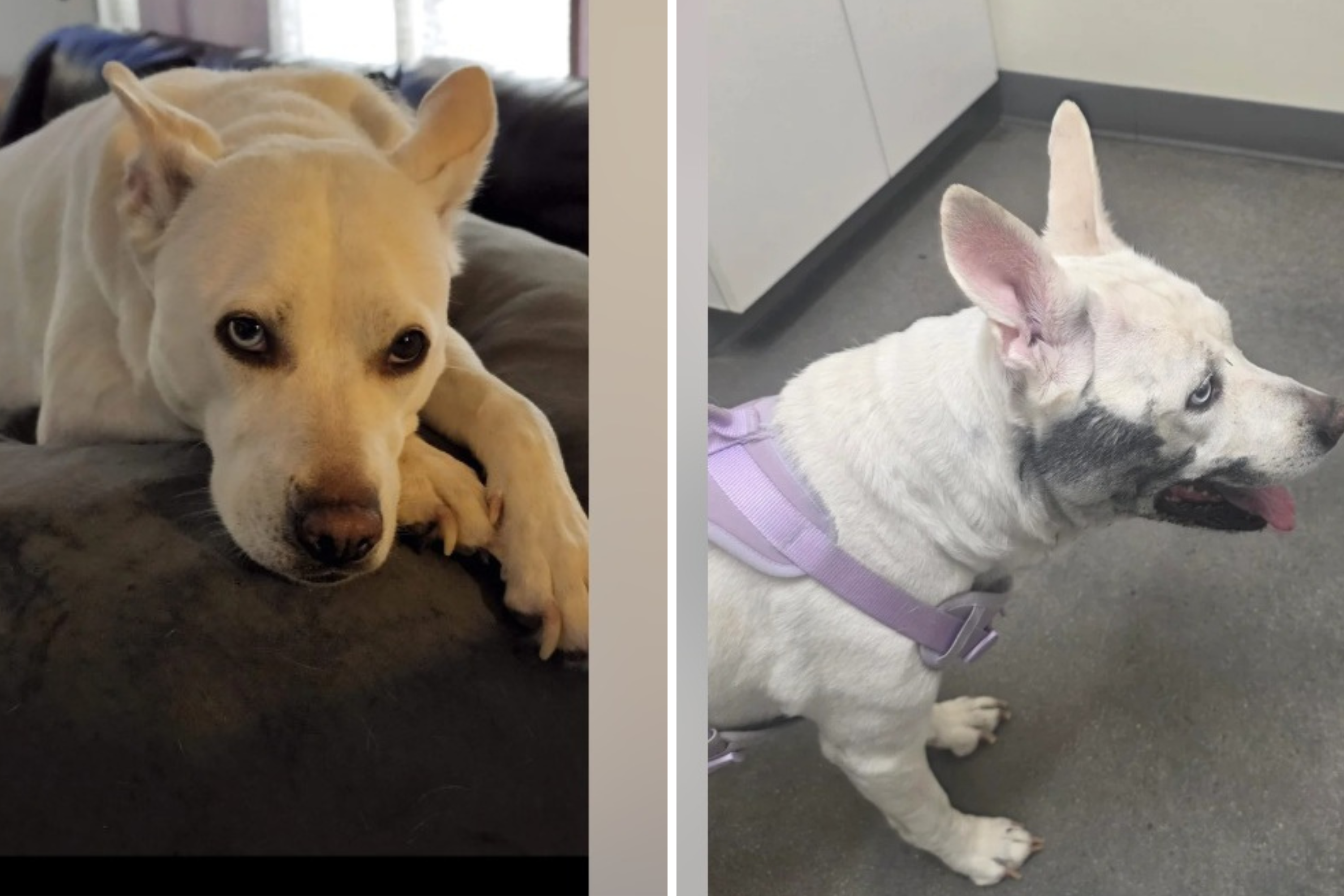 Couple Prepare To Say Goodbye After Dog Eats Poison—Then She Fights Back