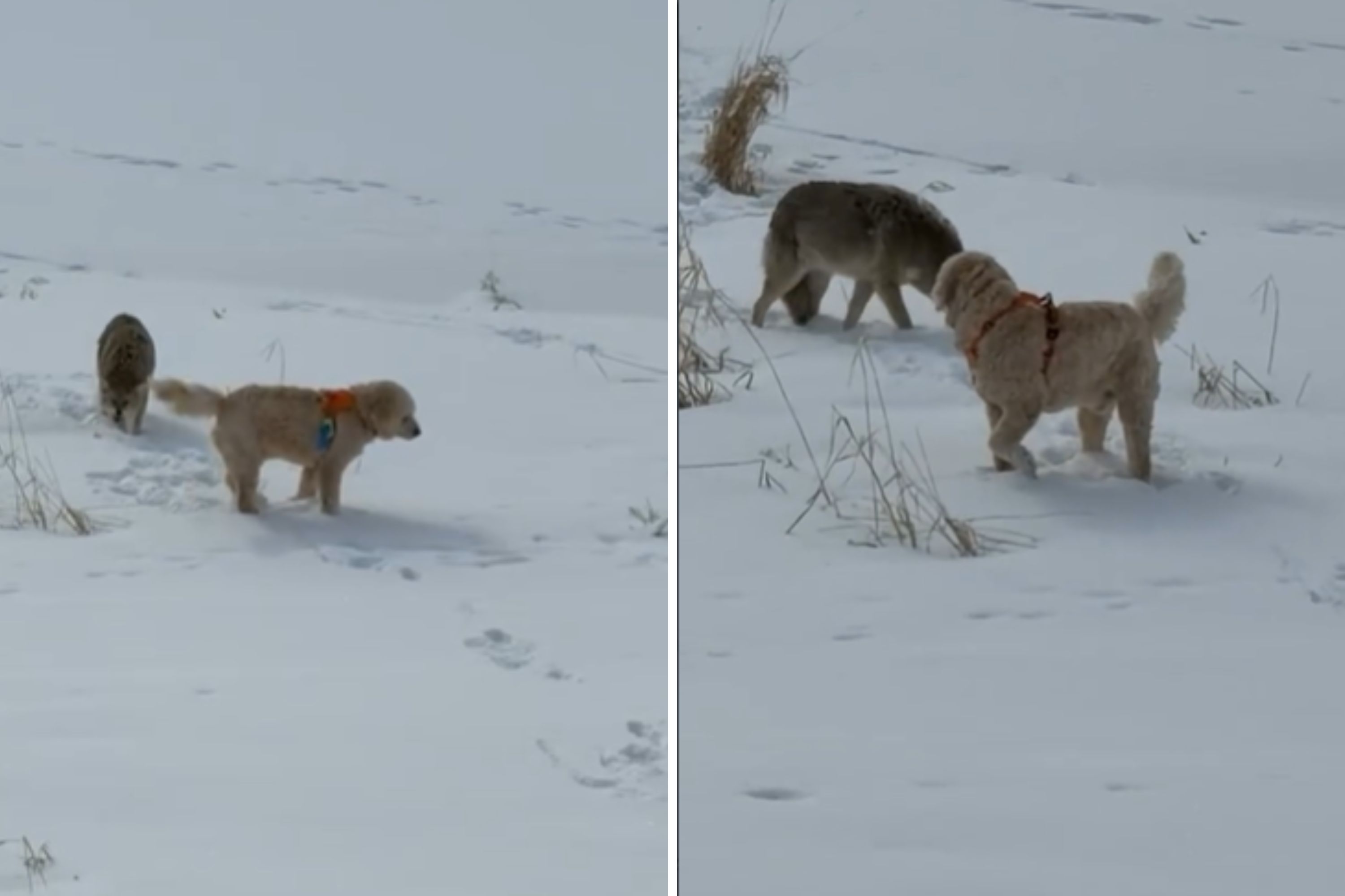 Daughter Takes Dogs for a Walk, Panic As She Sees the Predators Approaching