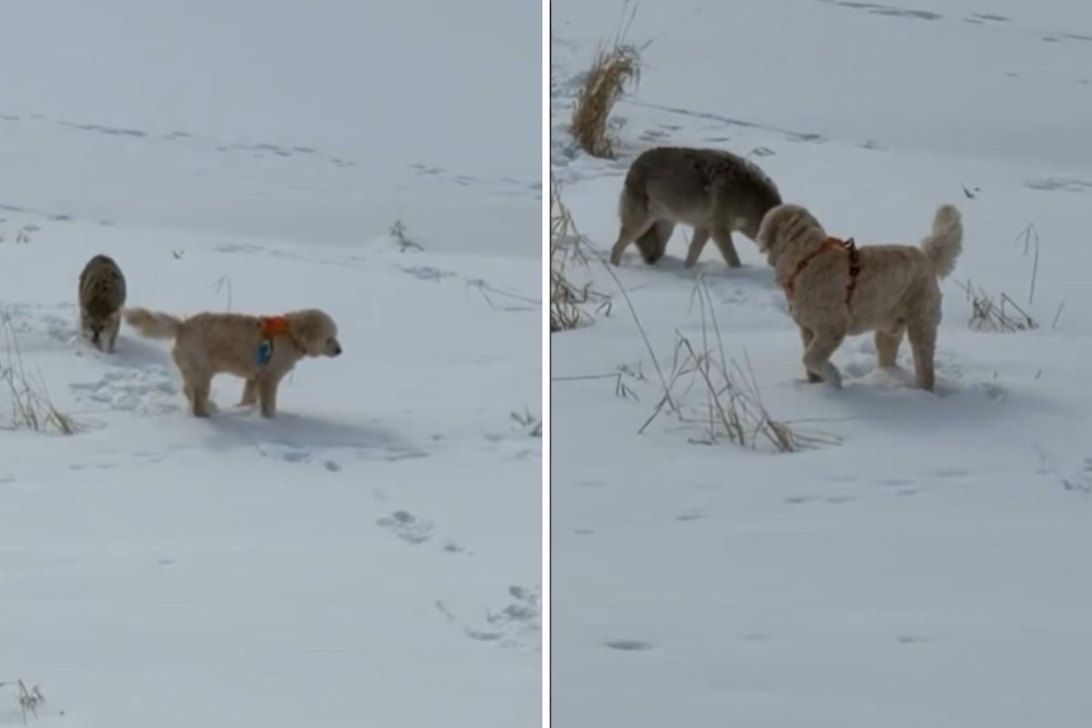 Daughter Takes Dogs for a Walk, Panic As She Sees the Predators Approaching