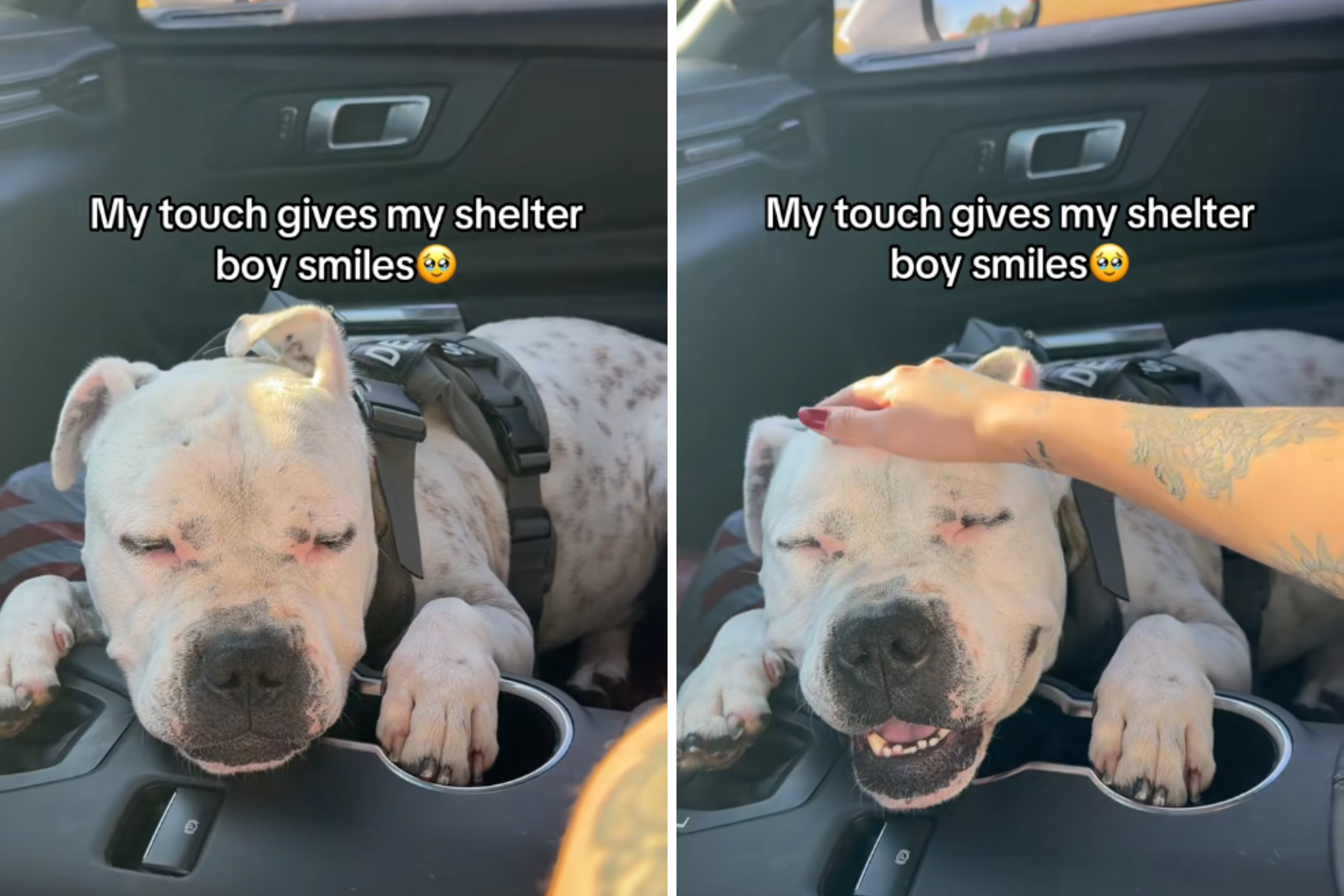What Rescue Dog Does Every Time He Gets Love From Owner Melts Hearts