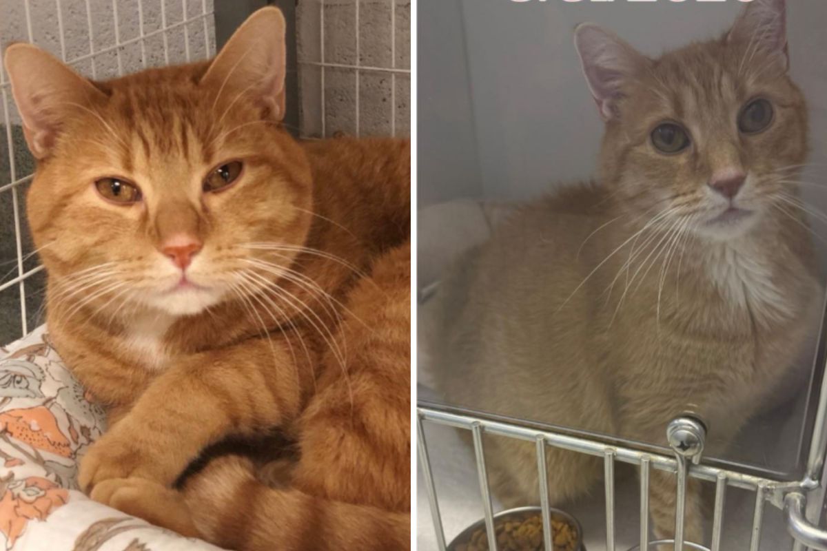 Tears as Cat Adopted From Shelter ‘Confused’ Why He’s Back 7 Years Later