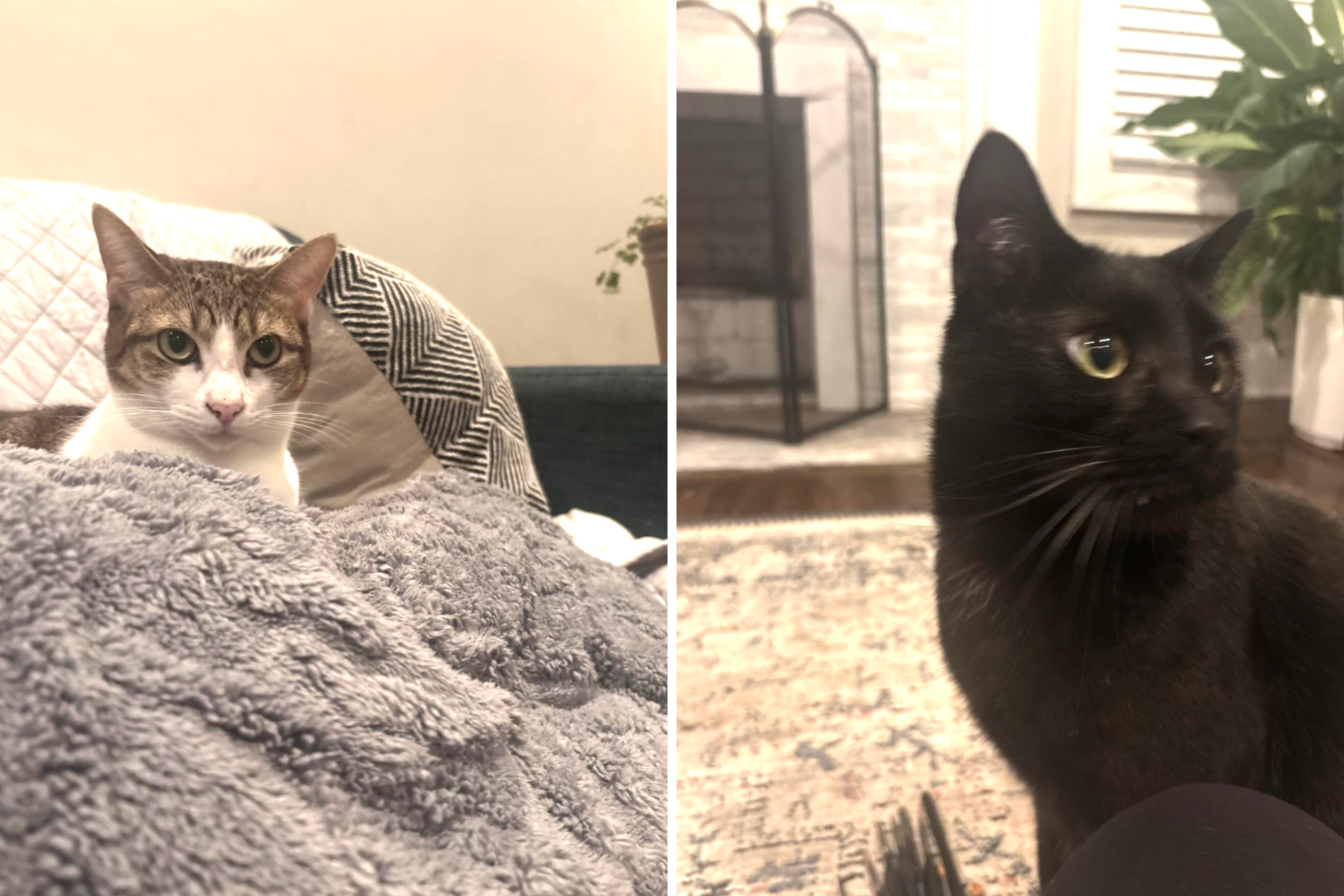 Woman Baffled by Mystery Cat Food Deliveries for 6 Months—Then Learns Truth