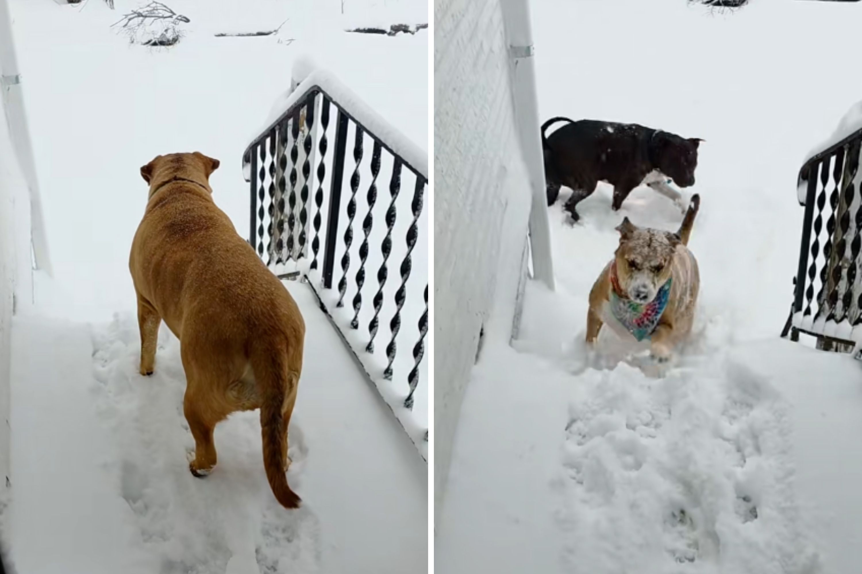 Florida-Born Husky Finally Seeing Snow in Home State Wins Pet of the Week