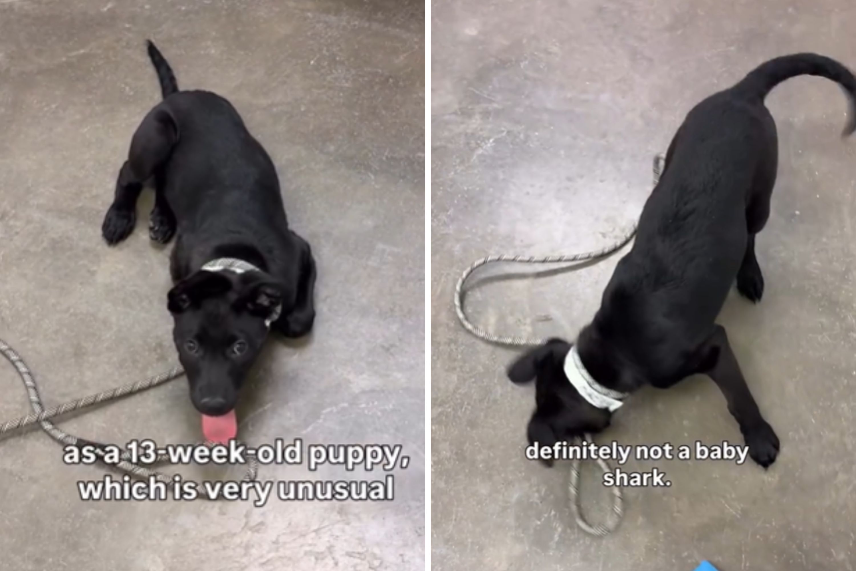 Tears as 13-Week-Old Puppy Returned to Shelter Twice—Then Someone Saw Her