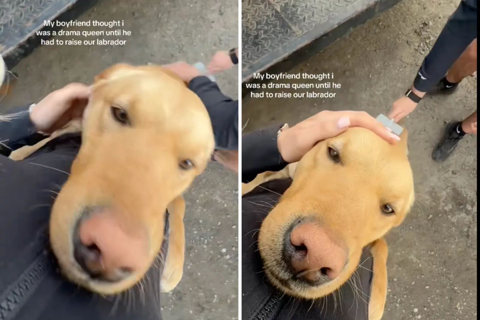 Terrified Labrador Man Calls Girlfriend a ‘Drama Queen’—Then They Adopt Labrador Puppy ...